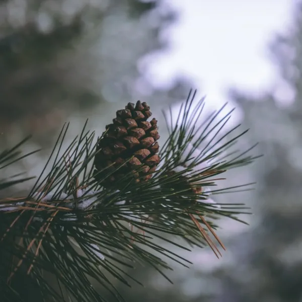 法國阿爾卑斯山香氛蠟燭 - Bois de Cèdre 雪松：圖片 5