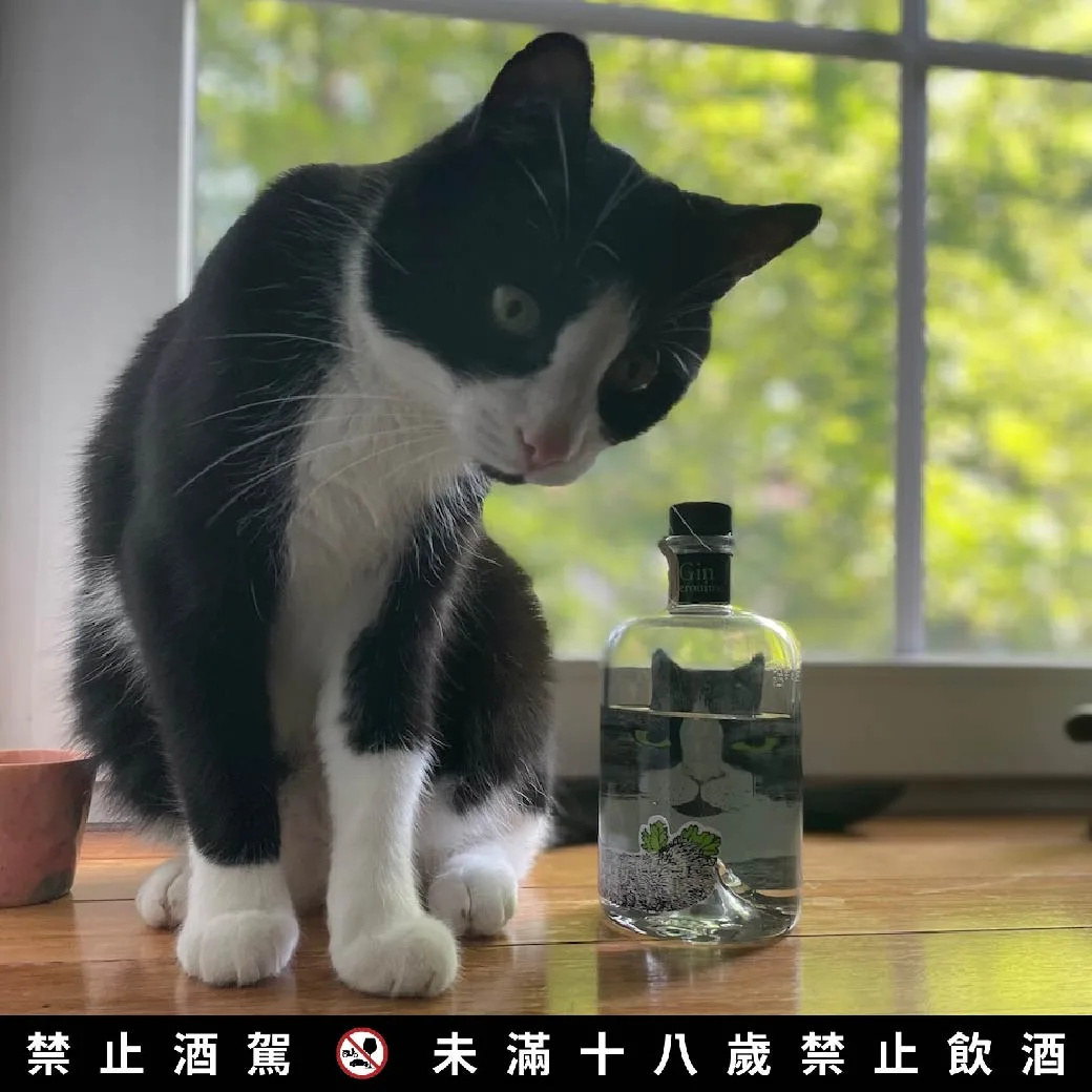 貓迷倫敦琴酒 Geronimo Gin 經典款, 含提盒 使用情境。