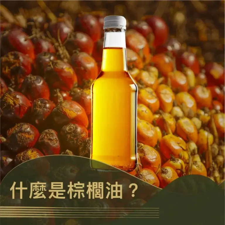 《什麼是棕櫚油？》 文章封面。