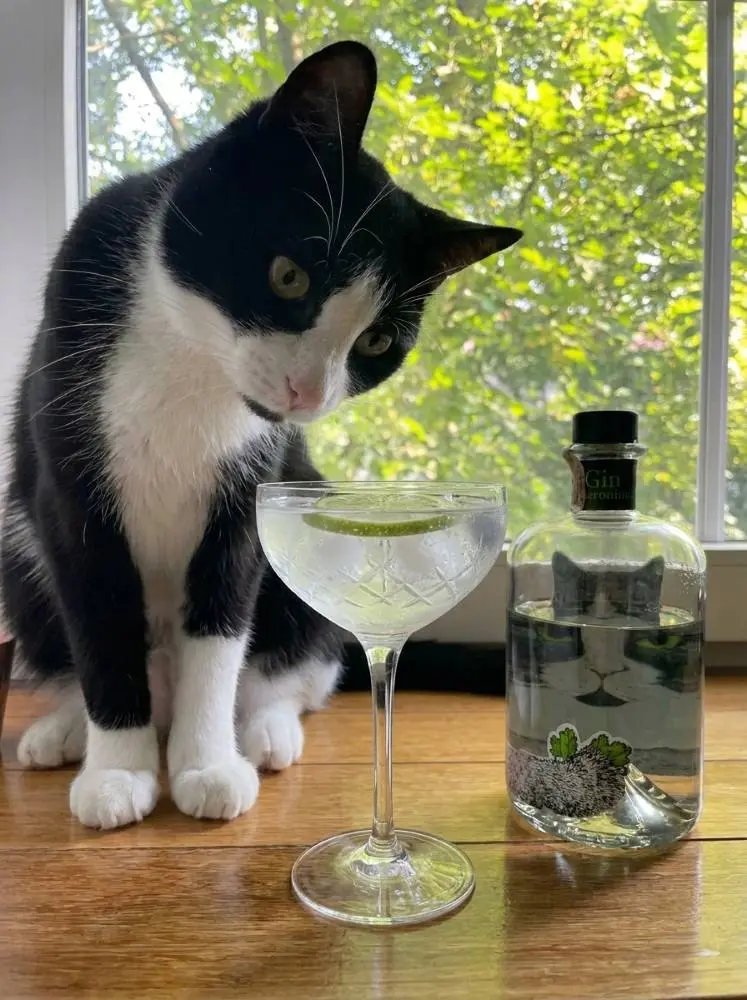 《什麼是琴酒？6 種常見琴酒分類與風味比較｜World Gin Awards 標準解析》｜圖克圖克 內文配圖。