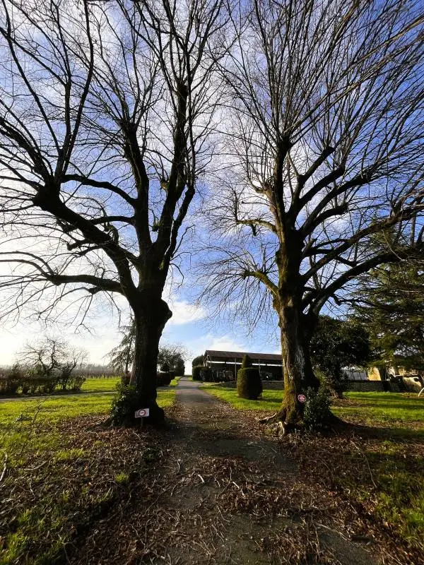 deljoy trees